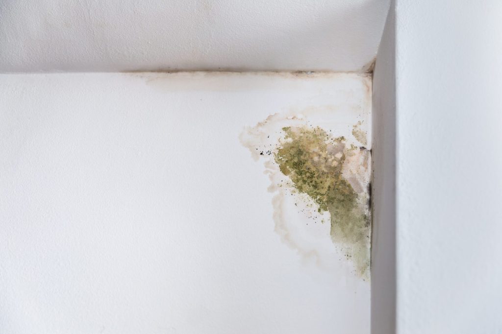 An upper corner of a room. Penetrating damp is coming through. There is black and green staining on the wall
