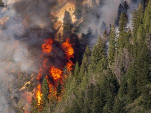 A wildfire on a mountain, burning trees.
