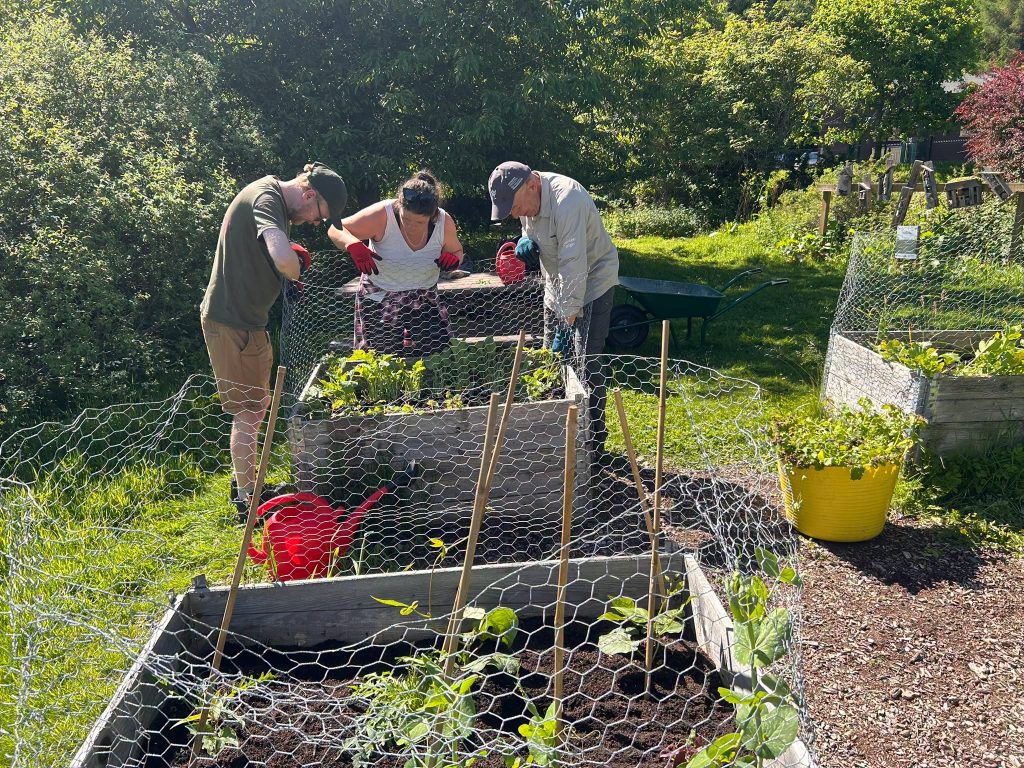 Three volunteers tidying a vegetable bed
